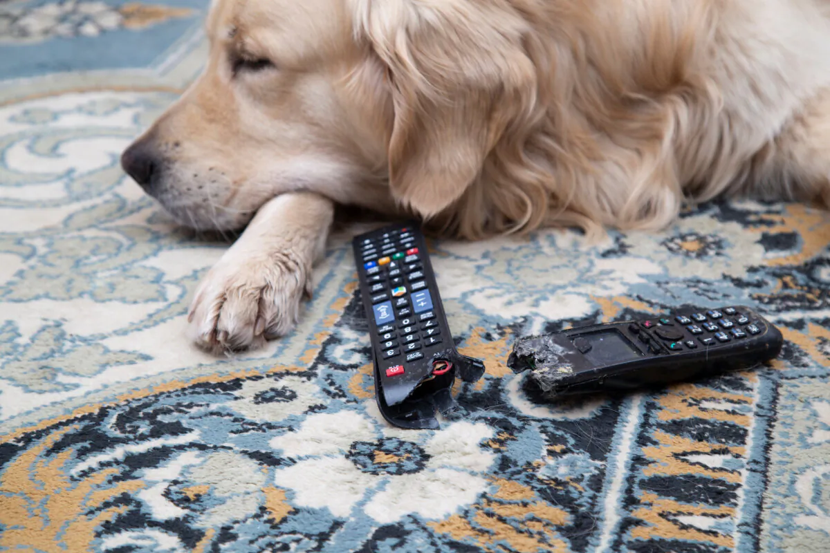 If your dog has ingested batteries, take them to the veterinarian immediately. (Potashev Aleksandr/Shutterstock)