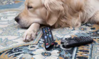 Battery Ingestion Can Cause Severe Damage