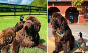 Little Duck Befriends Big Newfoundland Puppy After Losing Bird Family—Their Antics Are Melting Hearts: VIDEO