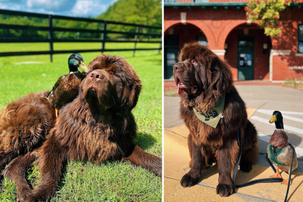 Little Duck Befriends Big Newfoundland Puppy After Losing Bird Family—Their Antics Are Melting Hearts: VIDEO