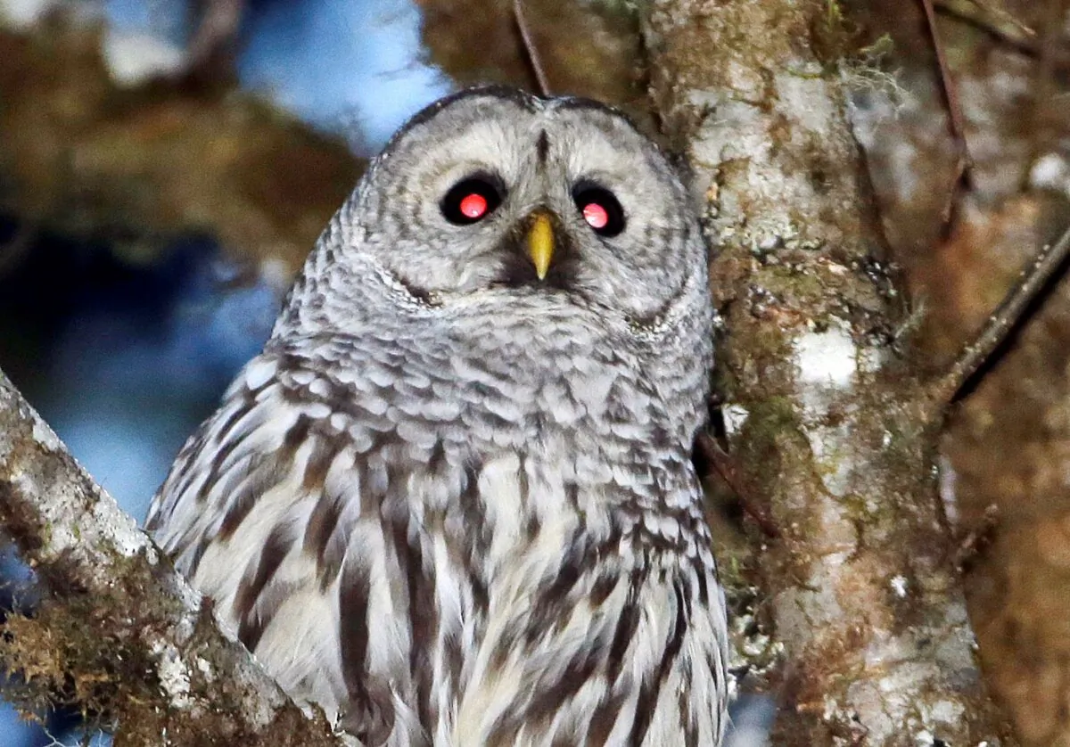 A barred owl is shown in the woods outside Philomath, Ore., Dec. 13, 2017. To save the imperiled spotted owl from extinction, U.S. wildlife officials want to deploy trained shooters into West Coast forests to kill almost a half-million barred owls. (Don Ryan/AP Photo)