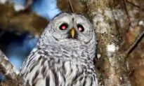 Oregon Lawmakers Ask Trump Administration to Halt Barred Owl Bounty