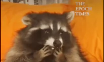 Raccoon Eats From Belly