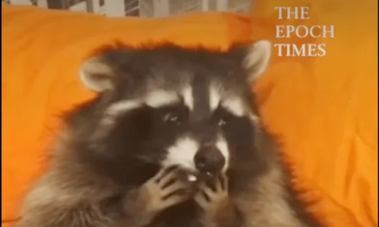 Raccoon Eats From Belly