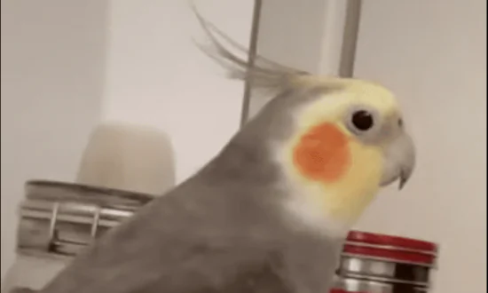 Bird Sings Popular Children’s Song