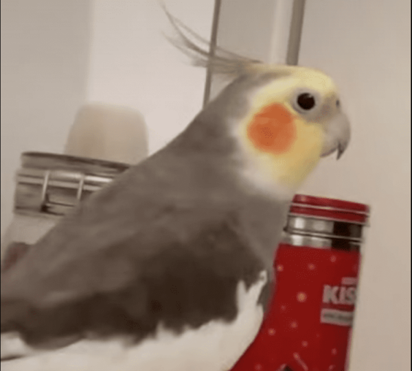 Bird Sings Popular Children’s Song