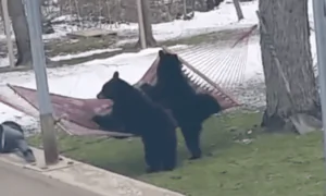 Bears Versus Hammock