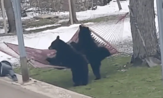 Bears Versus Hammock