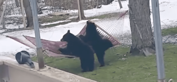 Bears Versus Hammock