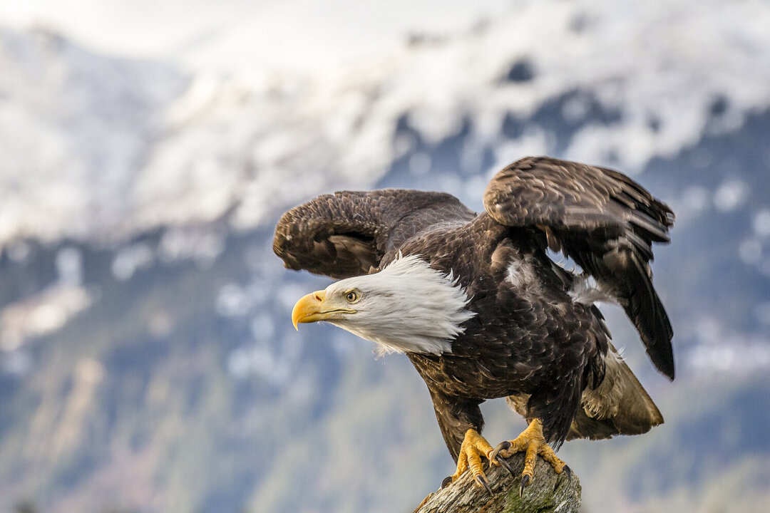 Why Is The Bald Eagle Our National Bird