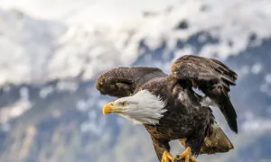 Why the Bald Eagle Is Our National Bird