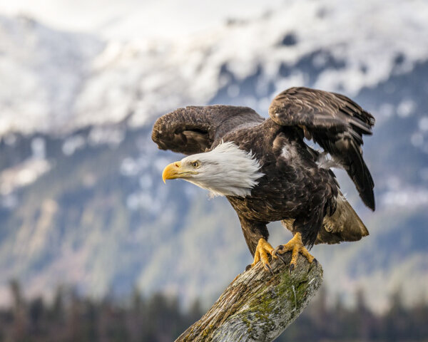 Why the Bald Eagle Is Our National Bird