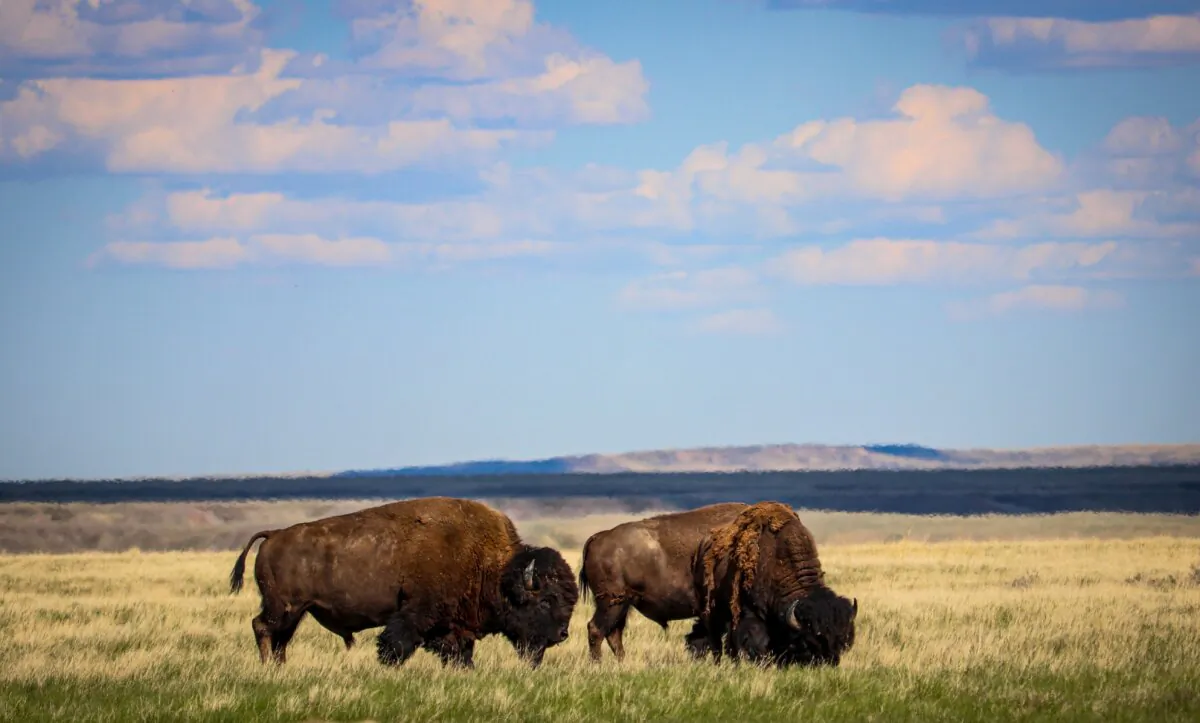 Plains bison are shown in the Grasslands National Park in Saskatchewan. (Shutterstock/Em Levesque)