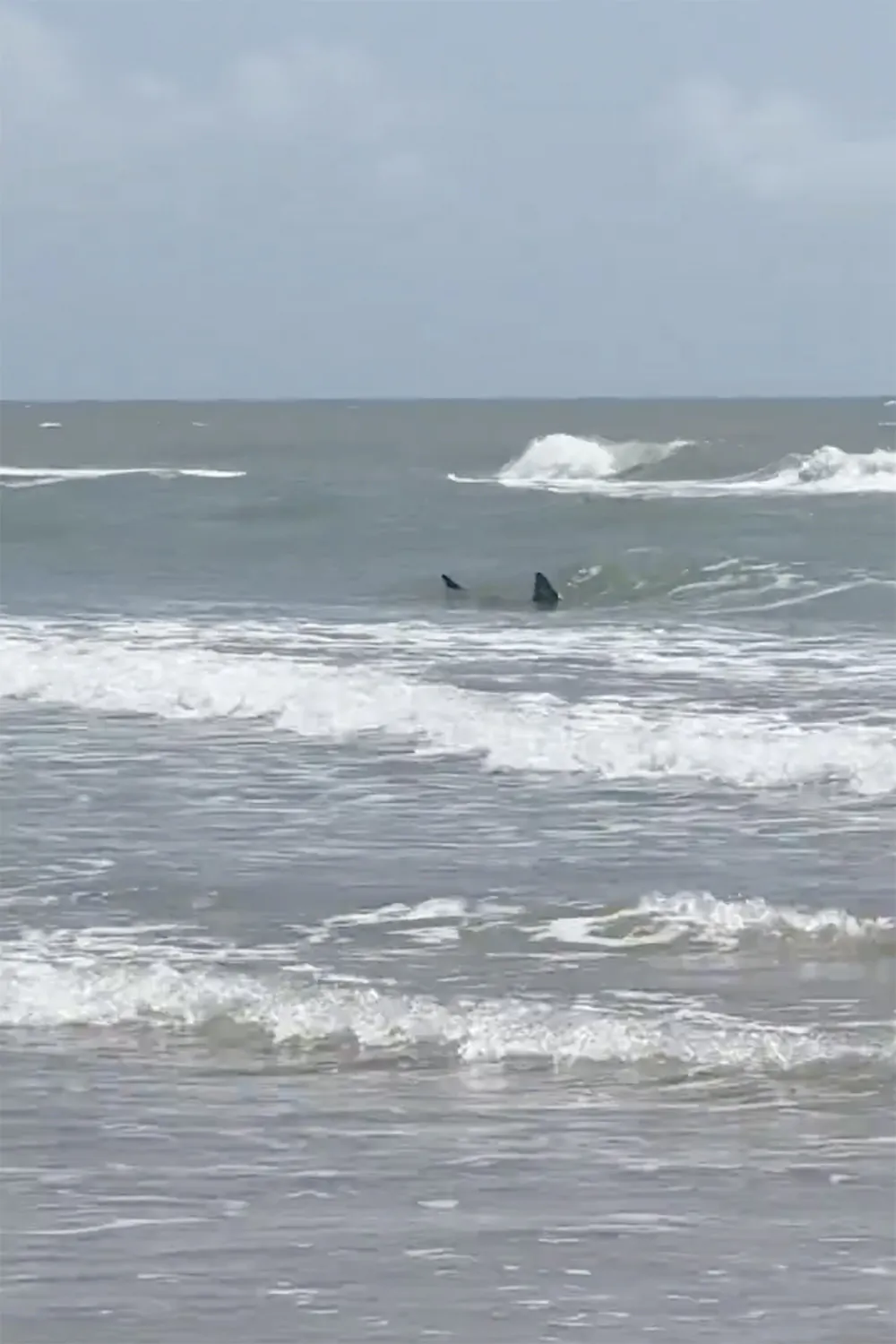 Sharks near the shore on South Padre Island, Texas, on July 4, 2024.  Shark attacks disrupted Fourth of July celebrations as two people were taken to the hospital with bites, at least one of them severe, authorities said. (Katie McMillan via AP)