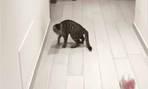 Goalkeeper Cat Blocks Ball