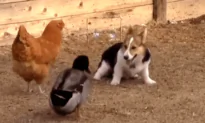 Corgi Plays With Chicken