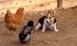 Corgi Plays With Chicken