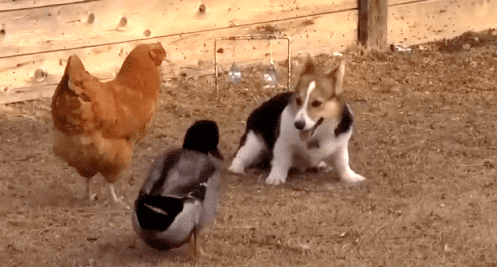 Corgi Plays With Chicken | EpochTV