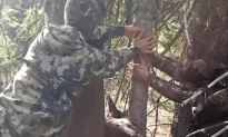 Hunters Rescue Deer Trapped in a Tree