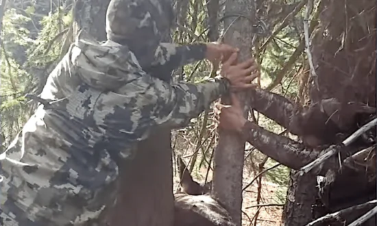 Hunters Rescue Deer Trapped in a Tree