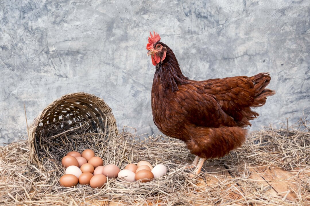 Bird Flu Hits New Zealand, 80,000 Chickens to Be Culled in First Sweep