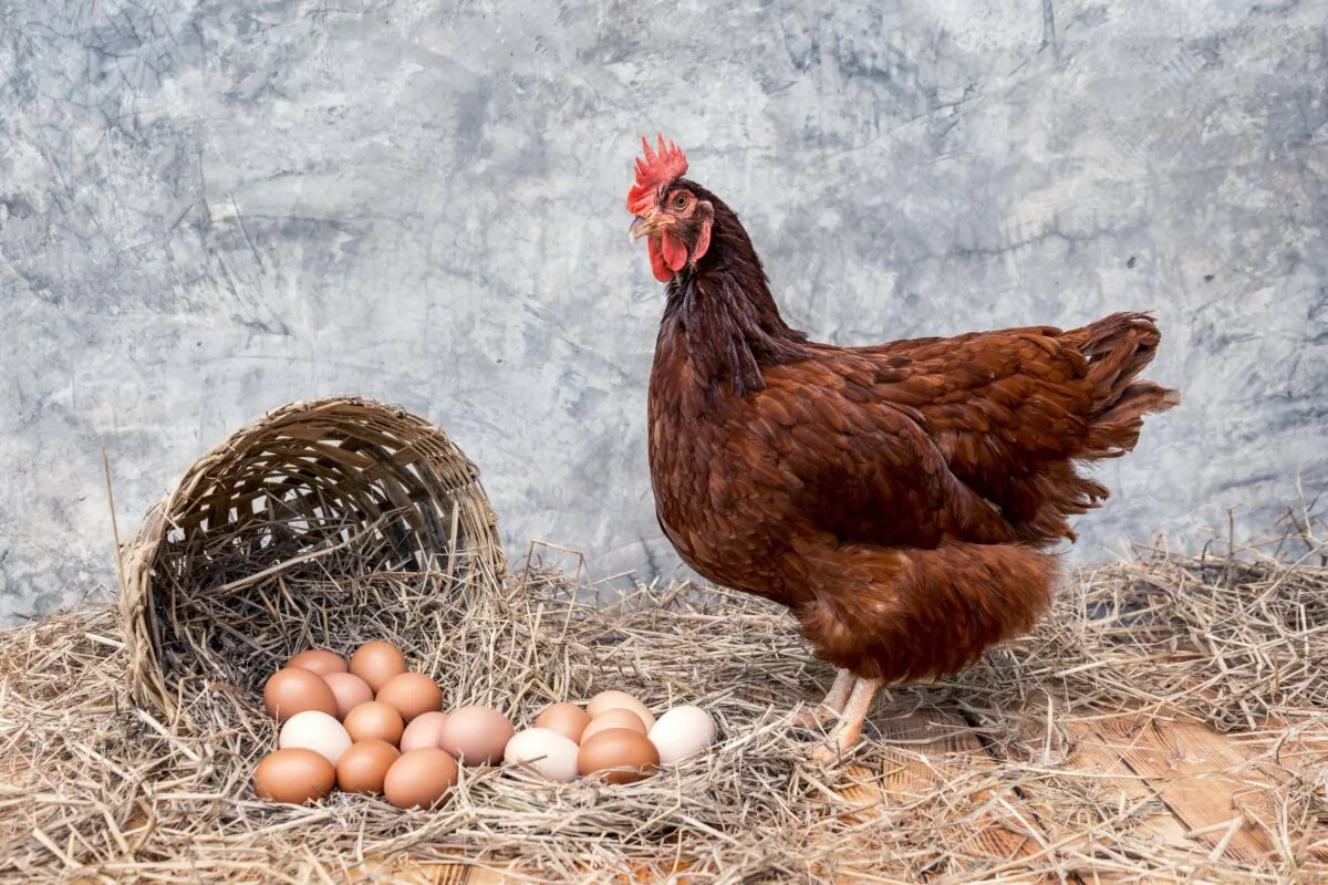 A Rhode Island Red hen stands proudly with her eggs. (Ton Bangkeaw/Shutterstock)