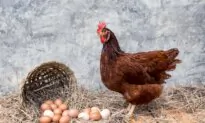 Bird Flu Hits New Zealand, 80,000 Chickens to Be Culled in First Sweep