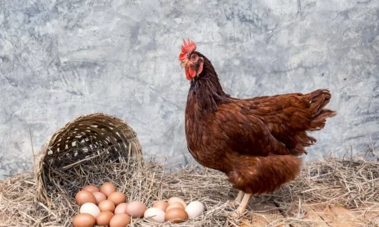 Bird Flu Hits New Zealand, 80,000 Chickens to Be Culled in First Sweep