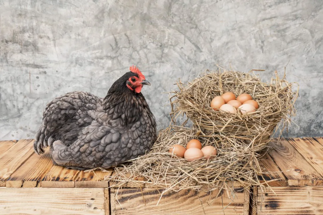 Blue australorp chicken. (Ton Bangkeaw/Shutterstock)