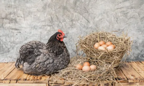 Bird Flu Found in Backyard Chickens in Australia