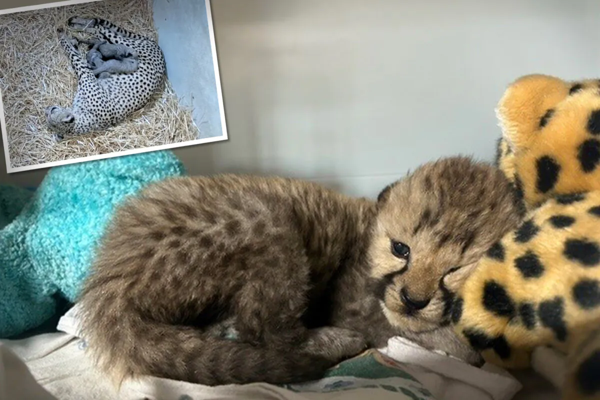 A baby cheetah in Oregon was adopted by a new feline family in Cincinnati Zoo. (Illustration by The Epoch Times, Courtesy of Cincinnati Zoo & Botanical Garden)