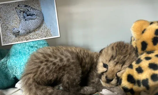 VIDEO: Cheetah Cub Separated From Mom Gets ‘Adopted’ by New Cheetah Family at Zoo—And It’s Adorable