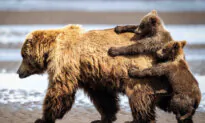 The Funniest Photos So Far in the 2024 Nikon Comedy Wildlife Awards—Each Entry Is Rib-Tickling