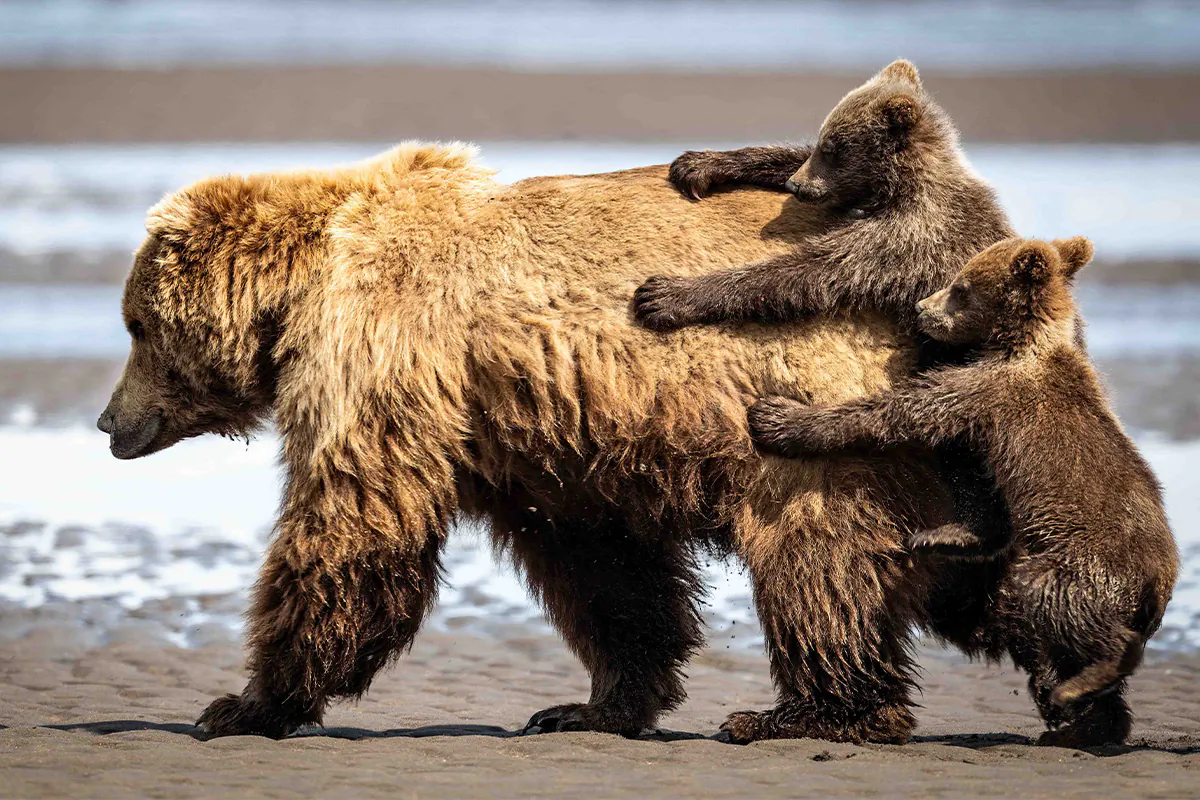 (© Alexander Fine/Nikon Comedy Wildlife Awards.)