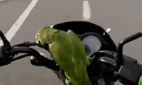 Cheeky Parrot Loves Motorcycle Rides