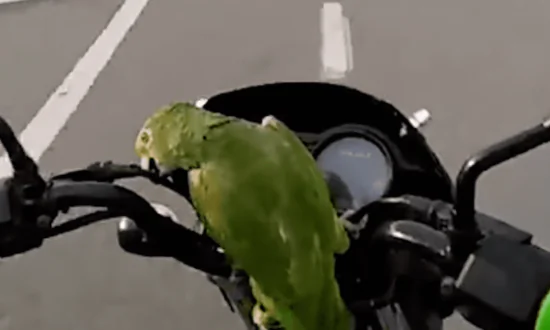 Cheeky Parrot Loves Motorcycle Rides