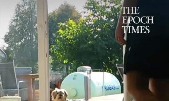 Dog Confused by Open Glass Door