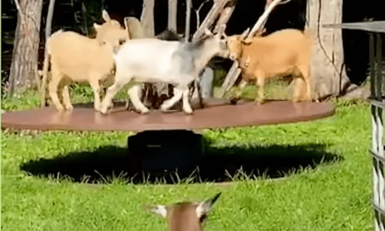 Dwarf Goats Happily Play on Merry-Go-Round