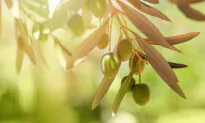 Olive Leaves Contain Compounds With Melanoma-Fighting Potential