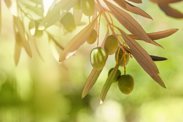 Olive Leaves Contain Compounds With Melanoma-Fighting Potential