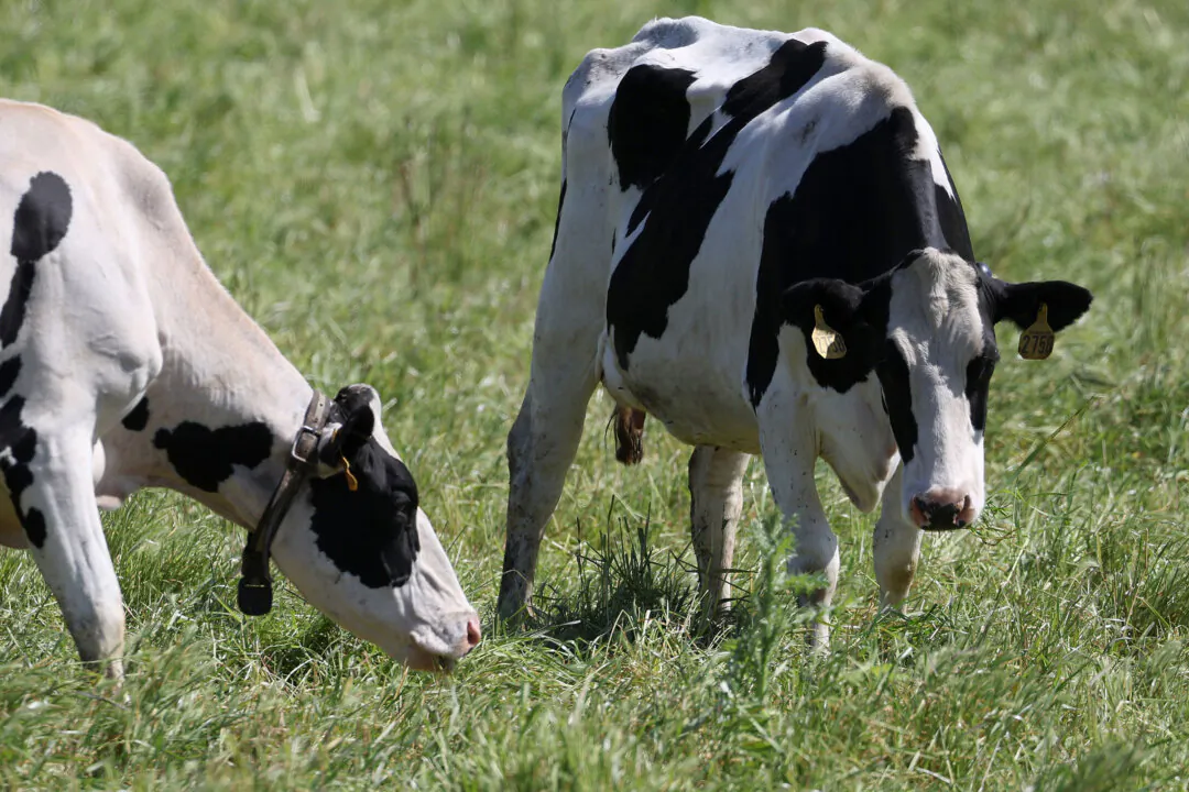 Cows graze in a field at a dairy farm on April 26, 2024 in Petaluma, California. The U.S. Department of Agriculture ordered dairy producers to test cows that produce milk for infections from avian influenza HPAI H5N1. (Justin Sullivan/Getty Images)