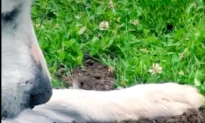 Gentle Dog Loves Gophers