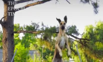 Great Dane Jumping on a Trampoline