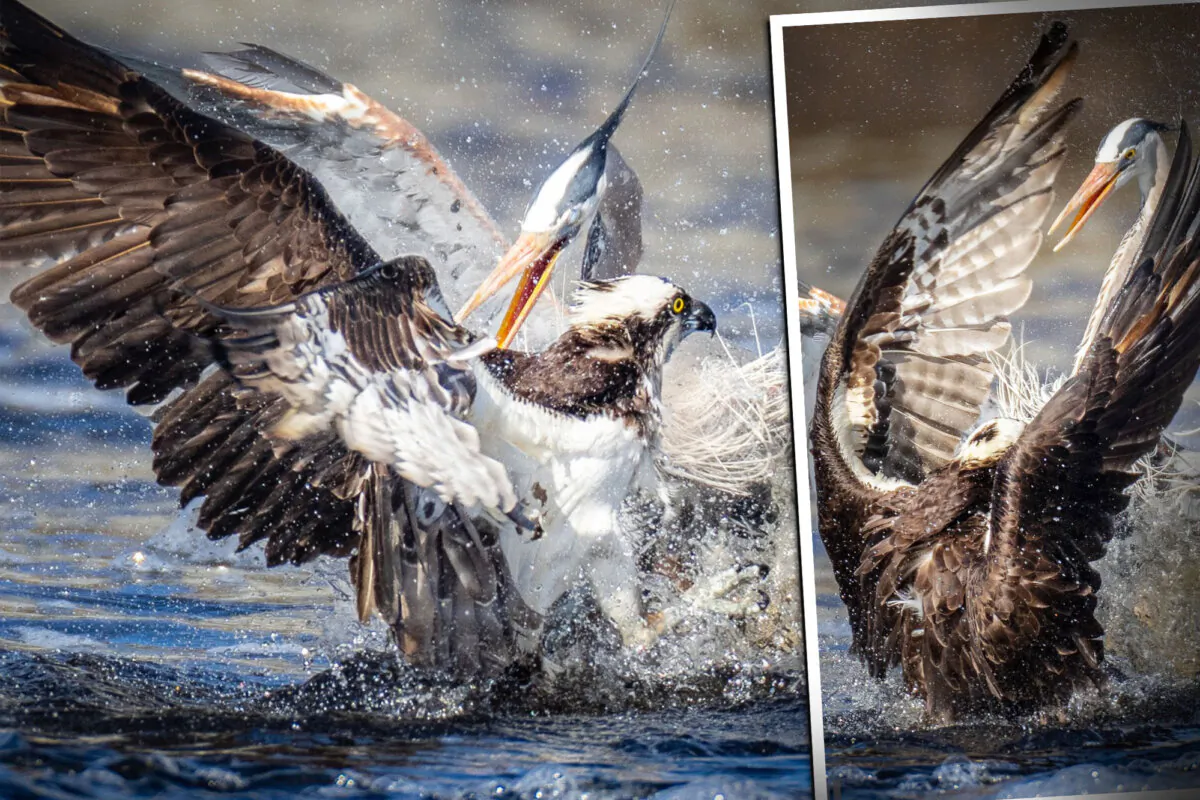 Rare photographs capture a great blue heron attempting to steal an osprey's catch in New Jersey. (Courtesy of James C. Sengul)