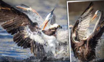 Bird Photographer Catches Super Rare Shot of Blue Heron And Osprey Fighting for Fish—But Who Won?
