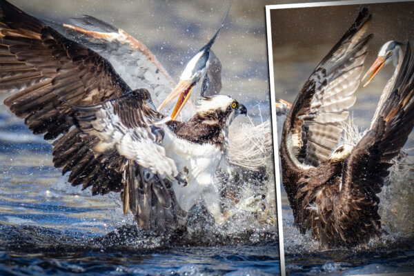 Bird Photographer Catches Super Rare Shot of Blue Heron And Osprey Fighting for Fish—But Who Won?