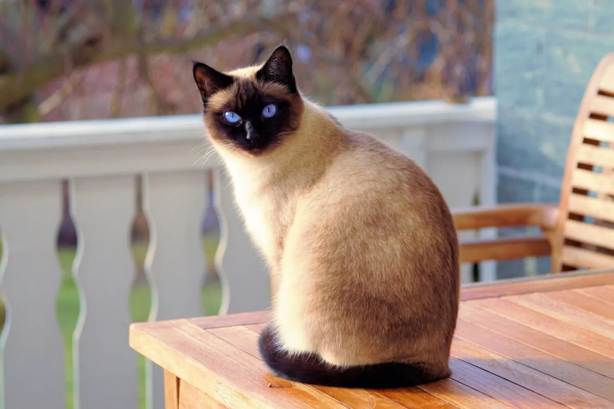 Siamese, Oriental shorthairs, Javanese, and related breeds are predisposed to lymphoma. (Stockorm/Shuttertstock)