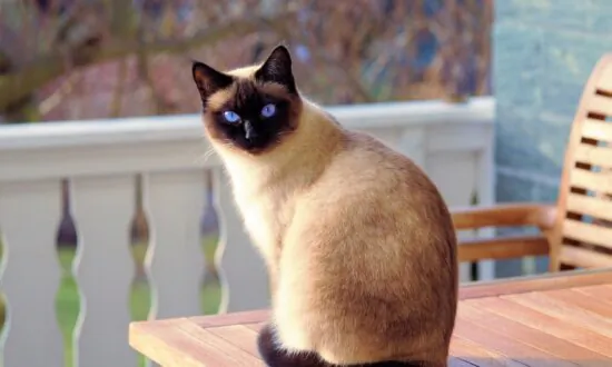 Secondhand Smoke Causes Cancer in Cats