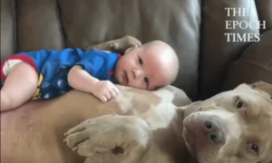 Baby Lays on Dog