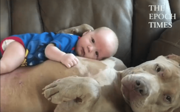 Baby Lays on Dog